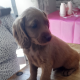 Cocker Spaniel Cross Cavapoo Puppies in Galway