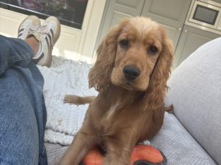 Cocker spaniel 7 months to good home