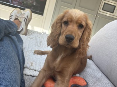 Cocker spaniel 7 months to good home
