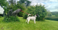Smooth haired fox terrier’s