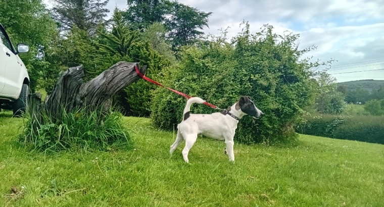 Smooth haired fox terrier’s