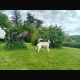 Smooth haired fox terrier’s