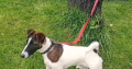 Smooth haired fox terrier’s
