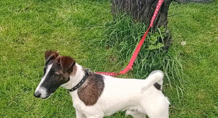 Smooth haired fox terrier’s