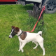 Smooth haired fox terrier’s