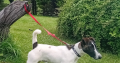 Smooth haired fox terrier’s