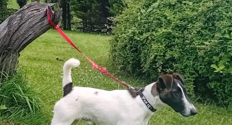 Smooth haired fox terrier’s
