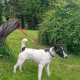 Smooth haired fox terrier’s