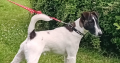 Smooth haired fox terrier’s