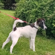 Smooth haired fox terrier’s