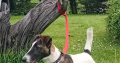 Smooth haired fox terrier’s