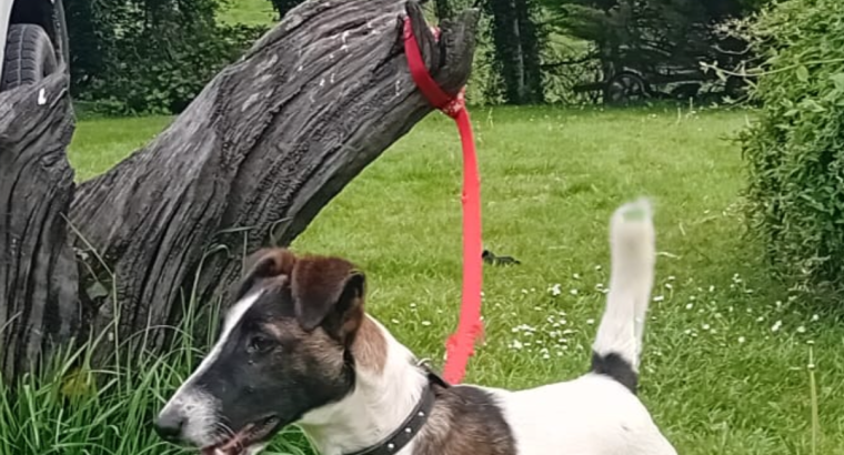 Smooth haired fox terrier’s