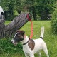 Smooth haired fox terrier’s