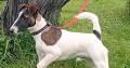 Smooth haired fox terrier’s