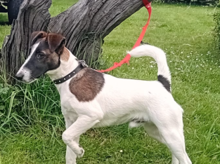 Smooth haired fox terrier’s