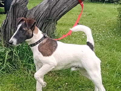 Smooth haired fox terrier’s