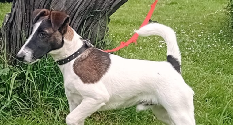Smooth haired fox terrier’s