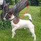 Smooth haired fox terrier’s