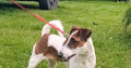 Smooth haired fox terrier’s