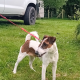 Smooth haired fox terrier’s