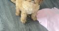 Cavapoo Puppy for Sale in Clara – IKC Registered