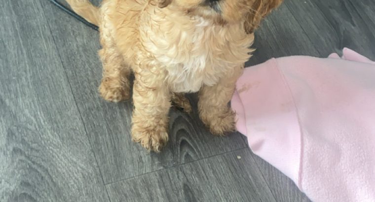 Cavapoo Puppy for Sale in Clara – IKC Registered