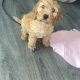 Cavapoo Puppy for Sale in Clara – IKC Registered