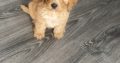 Cavapoo Puppy for Sale in Clara – IKC Registered