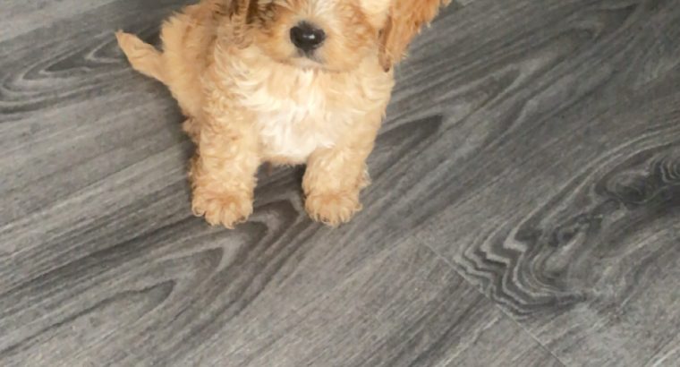 Cavapoo Puppy for Sale in Clara – IKC Registered