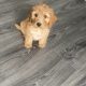 Cavapoo Puppy for Sale in Clara – IKC Registered