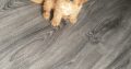 Cavapoo Puppy for Sale in Clara – IKC Registered