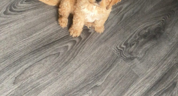 Cavapoo Puppy for Sale in Clara – IKC Registered