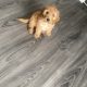 Cavapoo Puppy for Sale in Clara – IKC Registered