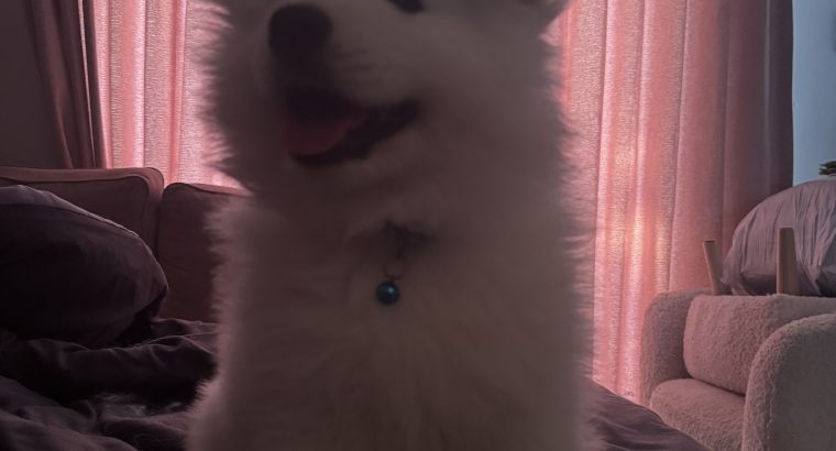 5 Fluffy Samoyed Puppies