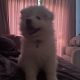 5 Fluffy Samoyed Puppies