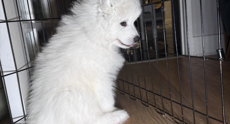 5 Fluffy Samoyed Puppies