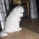 5 Fluffy Samoyed Puppies