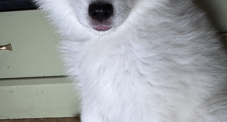 5 Fluffy Samoyed Puppies