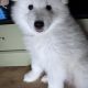 5 Fluffy Samoyed Puppies