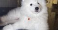 5 Fluffy Samoyed Puppies