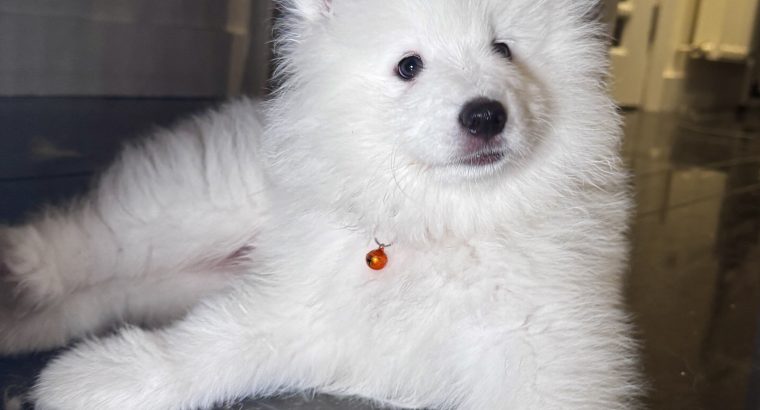 5 Fluffy Samoyed Puppies