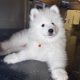 5 Fluffy Samoyed Puppies