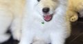 5 Fluffy Samoyed Puppies