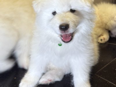 5 Fluffy Samoyed Puppies