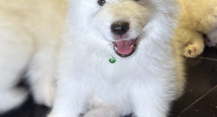 5 Fluffy Samoyed Puppies