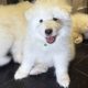 5 Fluffy Samoyed Puppies