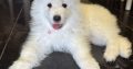 5 Fluffy Samoyed Puppies