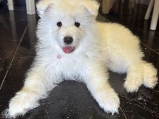5 Fluffy Samoyed Puppies