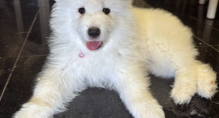 5 Fluffy Samoyed Puppies