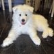 5 Fluffy Samoyed Puppies